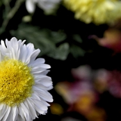 05-flowers  fruits  plants